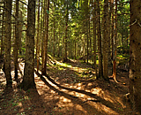 Canyons - Black Pine Forest