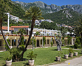 Sveti Stefan - Olive trees