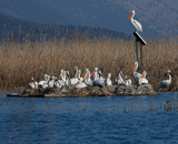 Skadar Lake - Birdwatching