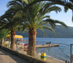 tivat pine