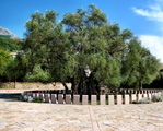 old olive tree bar