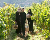 Tvrdos Monastery Vineyard