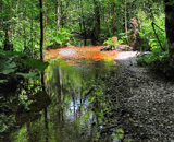 Wirgin Forest - Biogradska Gora, Montenegro
