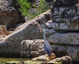 Skadar Lake - Birdwatching